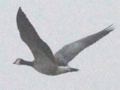 Canada Goose x Barnacle Goose hybrid